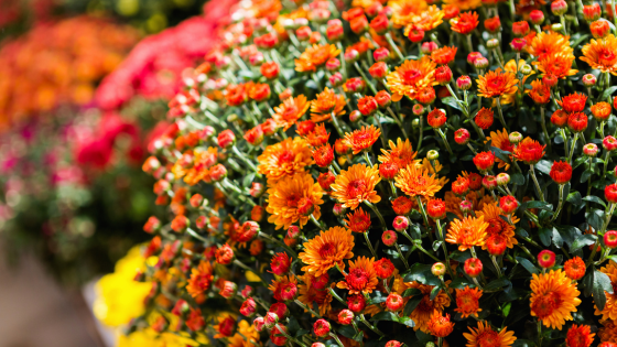 Seasonal Tips for Transitioning Your Long Island Garden to Fall | Laffey Real Estate